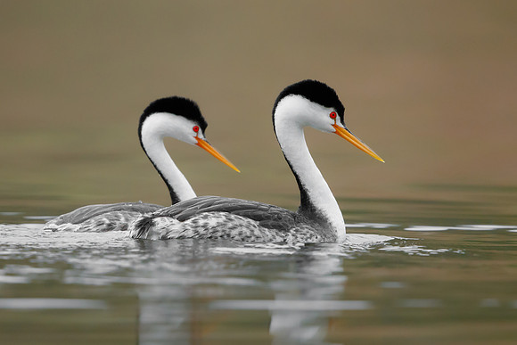 Clark's Grebes