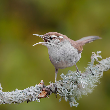 Bewick's Wren