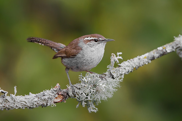 Bewick's Wren