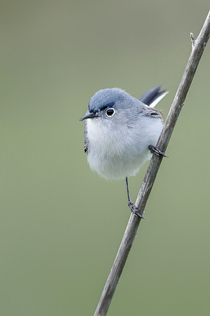 Blue-gray Gnatcatcher