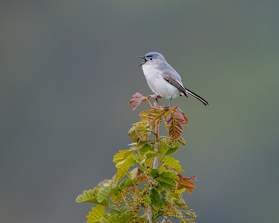 Blue-gray Gnatcatcher