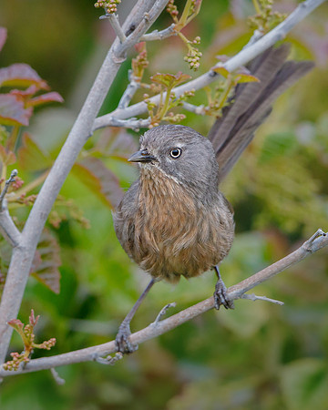 Wrentit