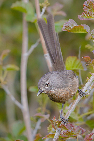 Wrentit