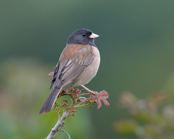 Dark-eyed Junco
