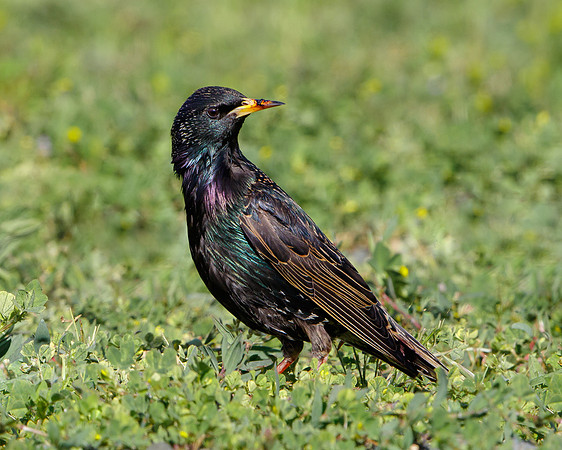 European Starling