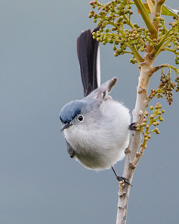 Blue-gray Gnatcatcher