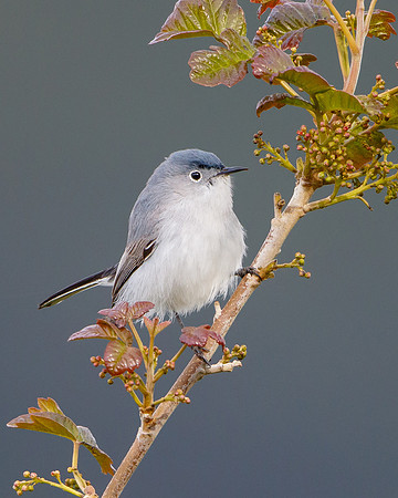 Blue-gray Gnatcatcher
