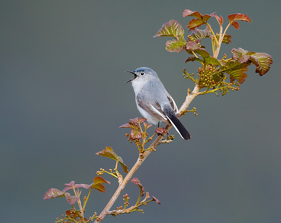 Blue-gray Gnatcatcher