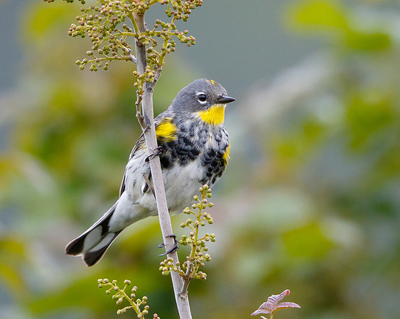 Yellow-rumped Warbler