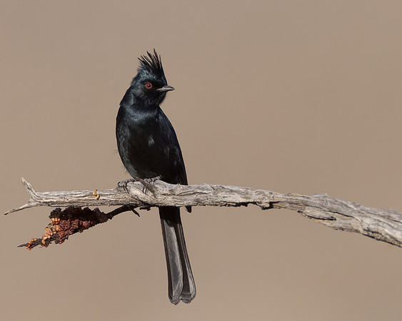Phainopepla, male