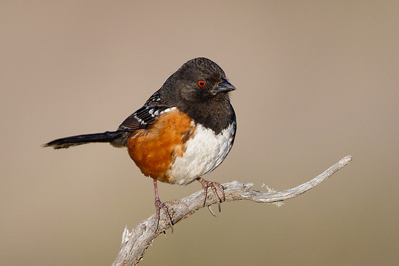 Spotted Towhee