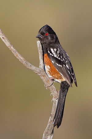 Spotted Towhee