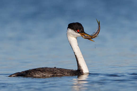 Western Grebe