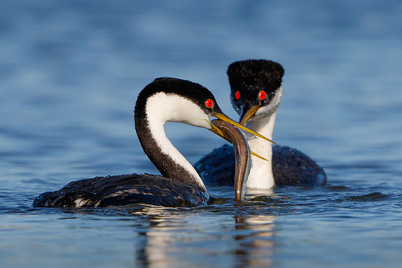 Western Grebe
