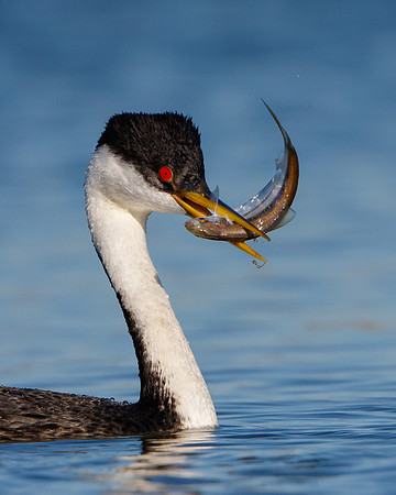 Western Grebe