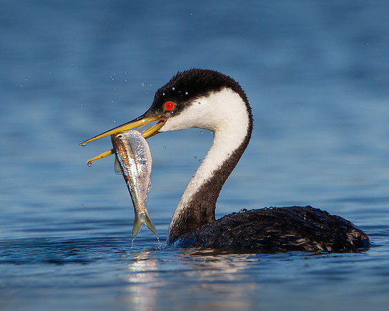 Western Grebe