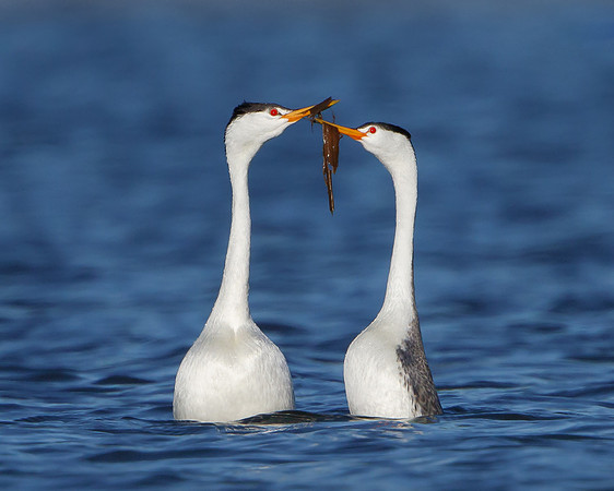 Clark's Grebes, courtship display