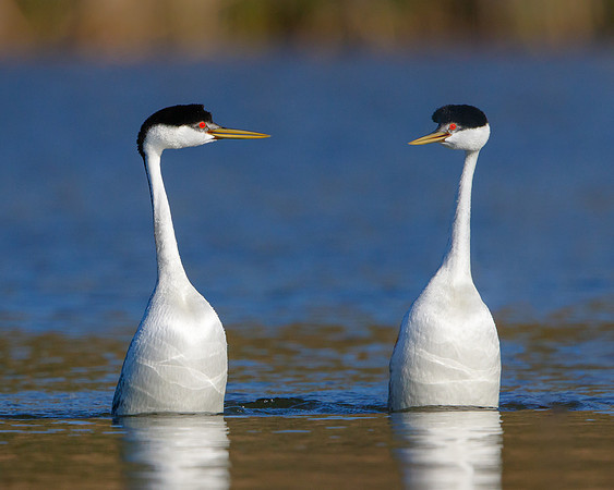 Western Grebes, courtship display
