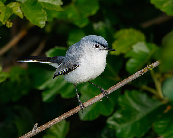 Blue-gray Gnatcatcher