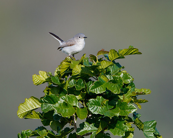 Blue-gray Gnatcatcher