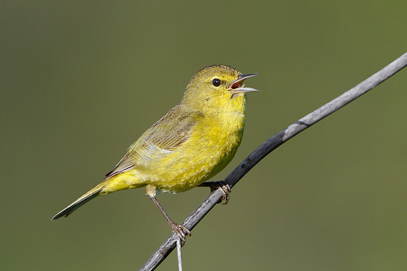 Orange-crowned Warbler