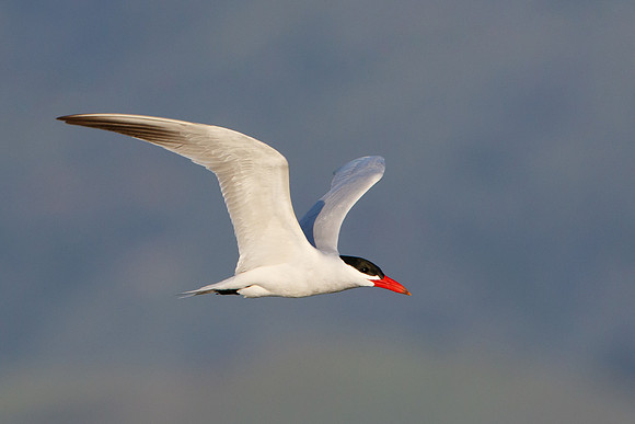 Caspian Tern