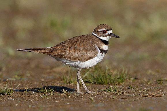 Killdeer