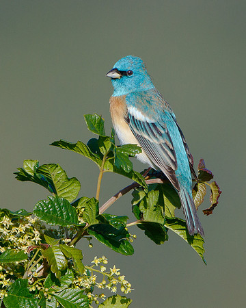 Lazuli Bunting