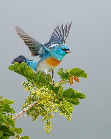Lazuli Bunting