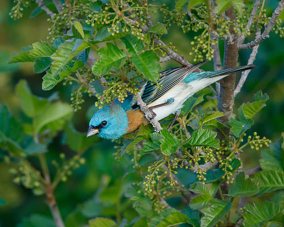 Lazuli Bunting