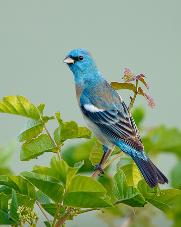 Lazuli Bunting