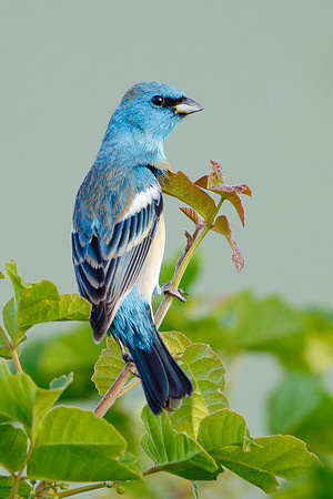 Lazuli Bunting