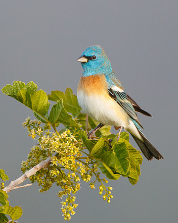 Lazuli Bunting