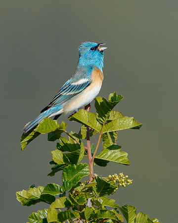 Lazuli Bunting