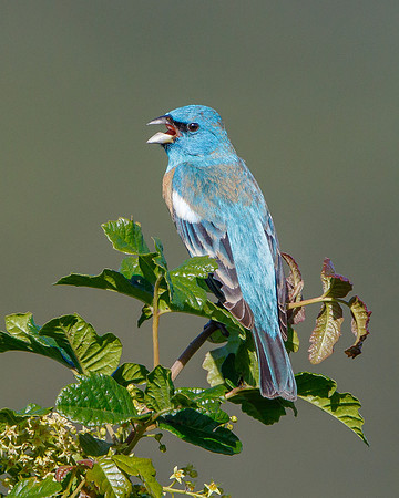 Lazuli Bunting