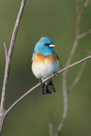 Lazuli Bunting