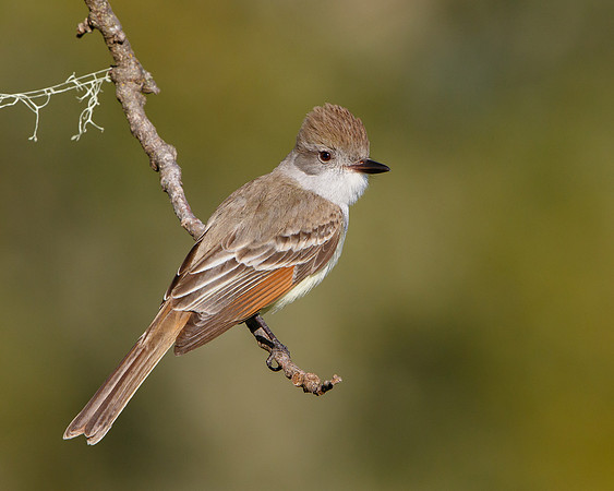 Ash-throated Flycatcher