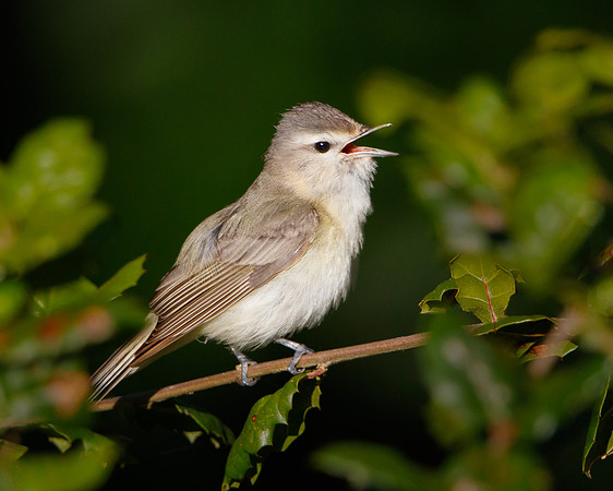 Warbling Vireo