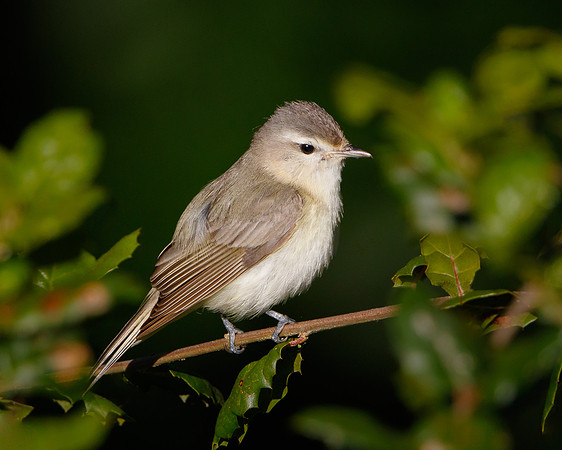Warbling Vireo