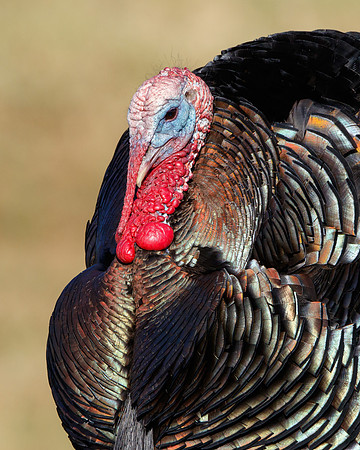 Wild Turkey