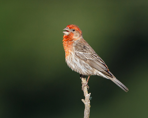 House Finch