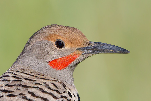 Northern Flicker