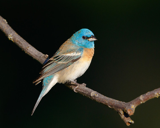 Lazuli Bunting