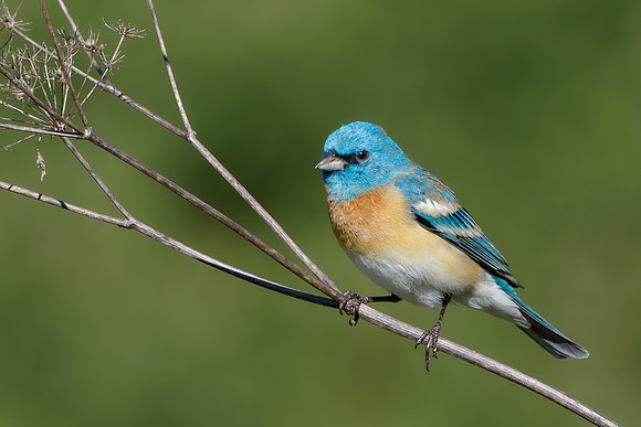 Lazuli Bunting