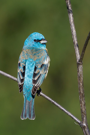 Lazuli Bunting