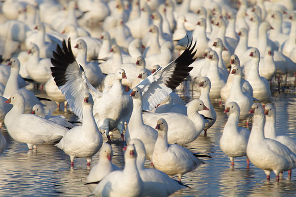 Ross's Geese