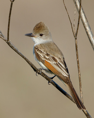 Ash-throated Flycatcher