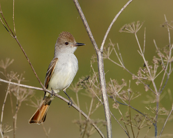 Ash-throated Flycatcher