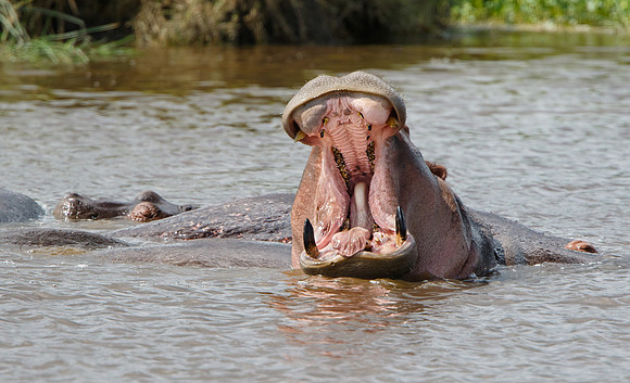 Hippopotamus
