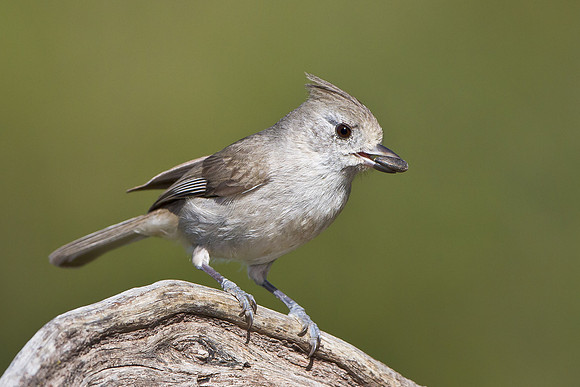 Oak Titmouse